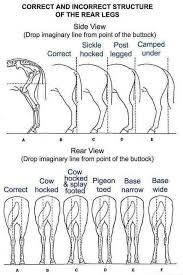 Diagram Of Rear Leg Structure I Like My Horses A Little Cow Hocked Cuidado De Caballo Anatomia Del Caballo Caballos De Carreras