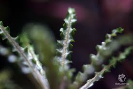 Image result for Pogostemon rogersii