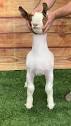 White Farms Boer Goats