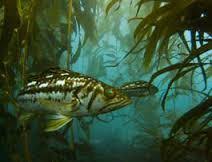 Check spelling or type a new query. Common California Local Pelagic Fish Apnea Addicts