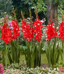 Image result for Gladiolus juncifolius