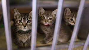 Learn more about kitten rescue in los angeles, ca, and search the available pets they have up for adoption on petfinder. L A To Shutter City Animal Shelters Halt Adoptions During Virus Outbreak Ktla