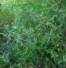 Image result for Eclipta prostrata