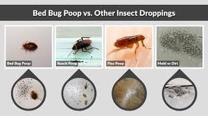 Image result for bed bugs droppings
