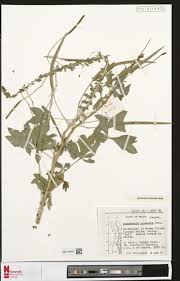 Image result for Aeschynomene pawekiae