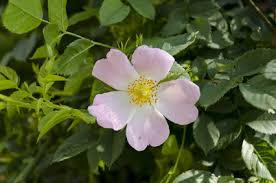 Image result for Rosaceae