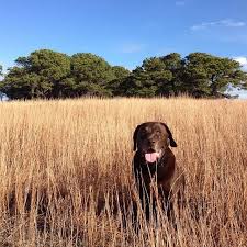 She offers baths and blow dry, brushing, nail trim, ear hair plucking, and hand stripping.…. The Top Seven Dog Walking Trails Of Nantucket Ma