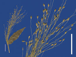Image result for Panicum novemnerve