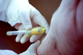 Resultado de imagen para Cerdos senasica