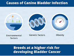 There are actually different kinds of bladder cancer that dogs can have; Bladder Cancer In Dogs Canna Pet