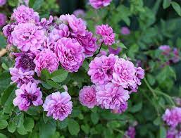 Due to the covid pandemic, we will not be doing any local pickups until further notice. Img 3908 Large Sweet Chariot Miniature Rose Rose Pink Flowers