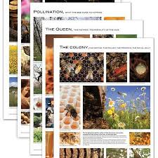 Beekeepers Year Chart Texas Bee Supply