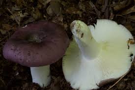 Image result for Russula vinacea