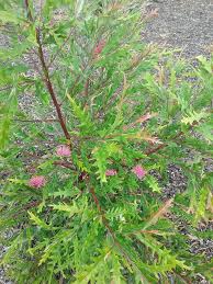 Image result for Gunillaea