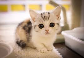 Munchkin Kitten Tumblr Sevimli Kedi Yavrulari Sevimli Kediler Yavru Kediler