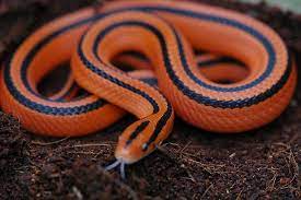 Striped Bamboo Ratsnake Snake Lovers Pet Snake Beautiful Snakes