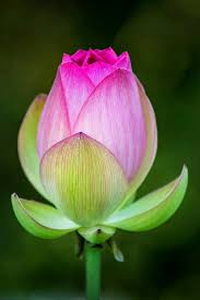 Pin By Lovepeaceharmony On Dessin Pastel In 2020 Lotus Flower Painting Lotus Flower Pictures Lotus Flower Art