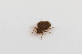 They are transported from location to location often times without detection. Blog Nozzle Nolen