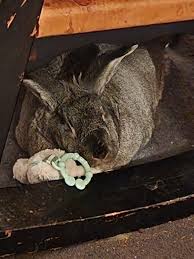 Trigger warning: pet loss I just lost my last rabbit. My head is spinning  as the death was abrupt. I know he was 10 years old, but I wish he could  have
