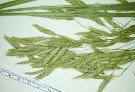 Image result for Acroceras amplectens