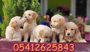 golden yavru ilanlari 05412625853 panosundaki pin