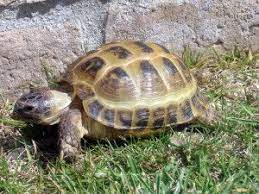 The Testudo Tortoise 2021 Step By Step Care Guide