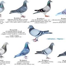 Old hungarian dances of the 17th century version for flute strings iv dance of the prince of transylvania andras adorjan franz liszt chamber orchestra janos rolla. Lau Racing Pigeons Latest Updates Facebook
