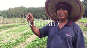 Di sini saya mahu memperkenalkan satu produk yang mungkin berkesan untuk anda cuba. Menghalau Monyet Dan Babi Hutan Youtube