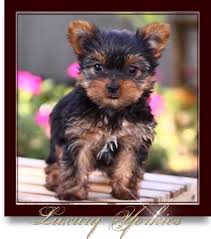 Purchased this adorable little guy for my niece however we have just found out my sister is allergic and won't be. Luxury Yorkies Teacup Yorkie Puppies For Sale Texas Yorkie Breeder