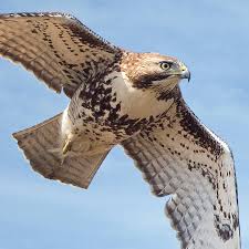 When it flies, the hawk flaps its wings rapidly, and then uses that momentum to glide smoothly and gracefully through the air. Hawks On The Wing Home Facebook
