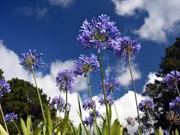 Image result for Aptosimum procumbens