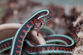 I would keep them over the summer, and release them in early fall, since i wasn't bright. California Red Sided Garter Snake Facts Are They Poisonous Exopetguides