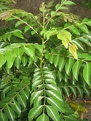 Sebelum memilihnya, tak salah jika mama memahami juga makna dari. Pokok Kari Wikiwand