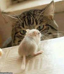 Kedi Fare Hayvanlar Kedi Yavru Kediler