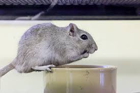 Once a day, clean out the uneaten food from your gerbils' cage and refill their water bottle with fresh water. Gerbil Diet Gerbils Our Pets