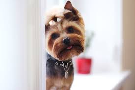 Pedigree small dog food is the best dog food for yorkies for the money because it contains no potentially harmful ingredients like high fructose corn syrup, artificial flavors, and added. Choosing The Best Food For Yorkie Puppies My Yorkie World