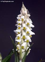 Image result for Zeuxine