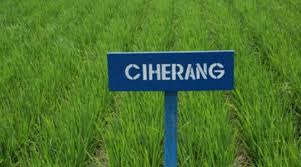 Benih padi ciherang janger premium keunggulan 1.batang kuat dan besar 2.gabah panjang bulat 3.daun bendera tegak 4.malai panjang 5. Cara Pemupukan Padi Ciherang Merk Janger Hasilkan 17 Ton