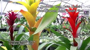 Check spelling or type a new query. Bromeliads Youtube
