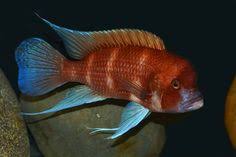 8 Best Frontosa Images African Cichlids Cichlids