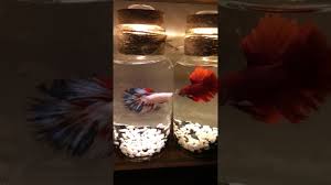Quality betta fish in usa. Siamese Fighting Fish Betta Splendens World Top Betta Fish 25 Youtube