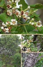 Image result for Schrebera