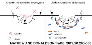 Clathrin mediated endocytosis (cme) is the key cellular progress of internalising a cargo, either on the plasma membrane (pm) or outside the cell, into the cell. Glycosylation And Glycan Interactions Can Serve As Extracellular Machinery Facilitating Clathrin Independent Endocytosis Mathew 2019 Traffic Wiley Online Library