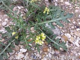 Image result for Erucastrum