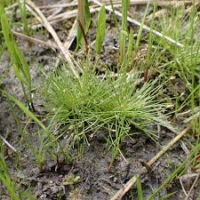 Image result for Eleocharis retroflexa