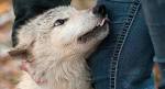 Wolf Dog Breed Hybrid Information and Pictures