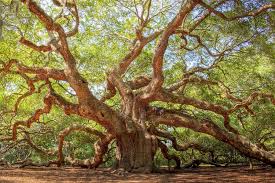 The angel oak does not exist on its own. Angel Oak Tree By Drew Castelhano Oak Tree Drawings Angel Oak Trees Tree Drawing