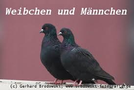 Am besten füttert man morgens und abends. Alles Uber Tauben Taubenarten Bestimmen Nahrung Alter Nest Bilder