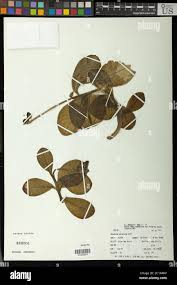 Image result for Phylica emirnensis