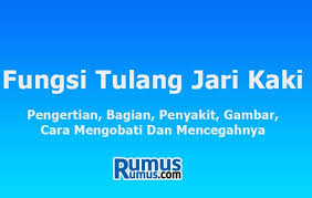 Maybe you would like to learn more about one of these? Fungsi Tulang Jari Kaki Pengertian Bagian Penyakit Cara Mengobati